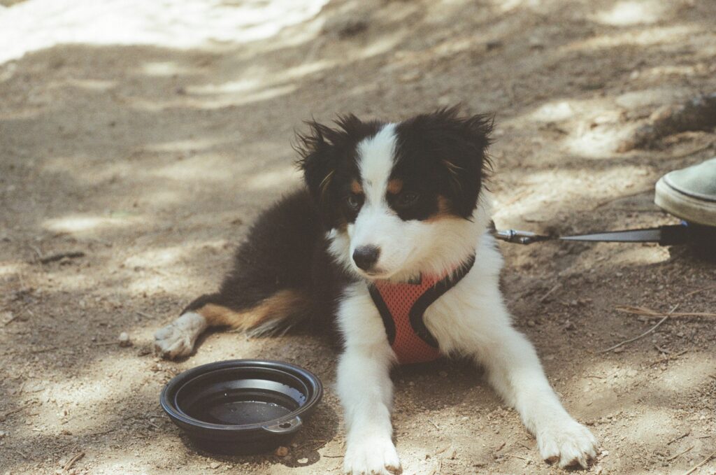 Bring a collpasable water bowl for your dog on your hikes. Phote by Monica Hudec