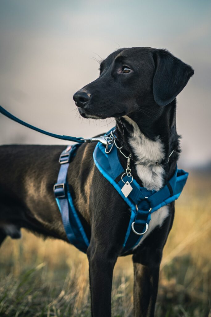 Dog wearing a harness for hiking. Photo by Dominik Kempf
