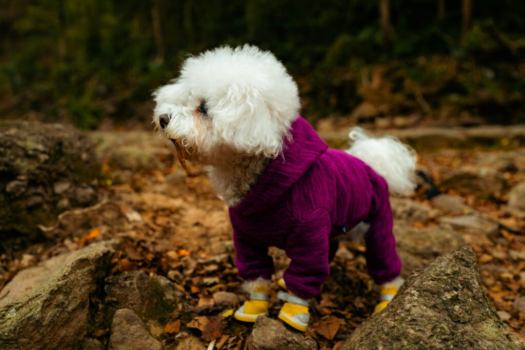 Hiking boots for dogs can save the paw pads of your dog. Photo by Declan Sun.