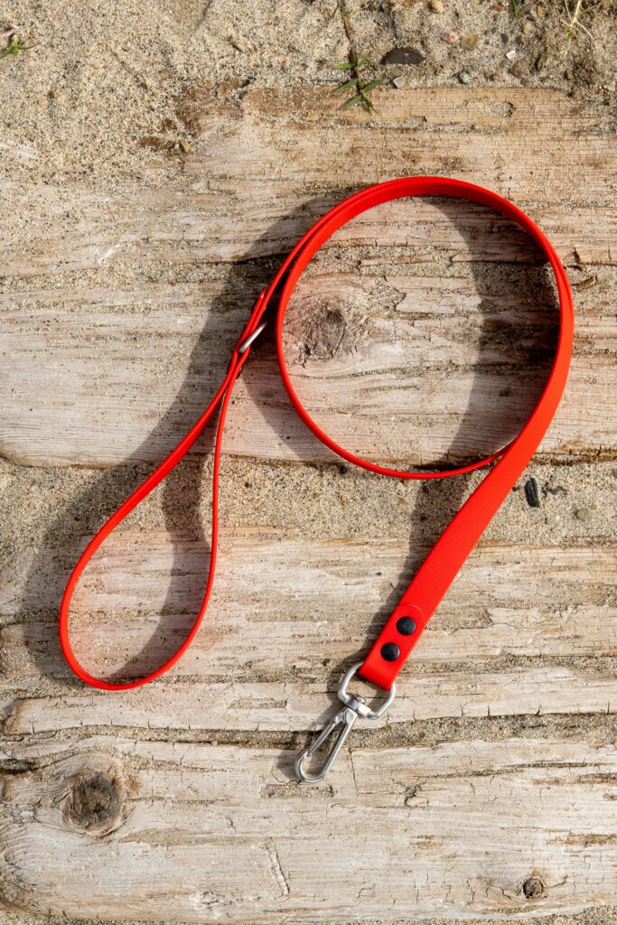 Bring an extra leash for your dog on your hikes. Photo by Pozva.
