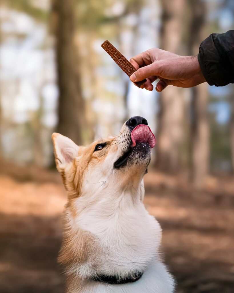 Bring snacks and treats to fuel your dog on a hike. Photo by Dogfluence.